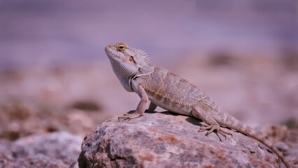 Fototapeta premium A lizard perches on a rock with a lavender background, showing a lively moment in nature.