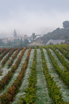 Misty vineyard landscape in La Rioja, Spain, autumn grape rows leading to small town in background, reflecting Spanish winemaking heritage and seasonal countryside atmosphere