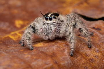 Close-up of Hylus diadri, a species of jumping spider (family Salticidae), on a dry leaf in Java, Indonesia.