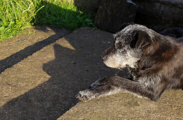 An old dog rests on a sunlit concrete surface, looking away. The sun's rays highlight its graying snout and cast long shadows on the ground.