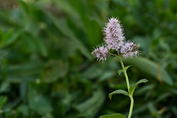 Mint plant with flower