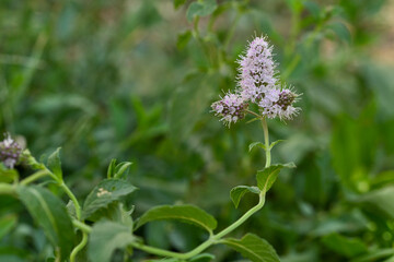 Mint plant with flower