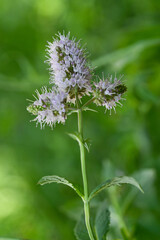 Fototapeta premium Mint plant with flower