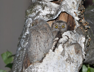 Eurasian scops owl, Otus scops. One chick has left the nest, the second chick is peeking out