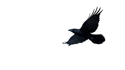 Obraz premium Raven in Flight, isolated on transparent background