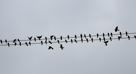 Flock of birds gathered on power lines against an overcast sky