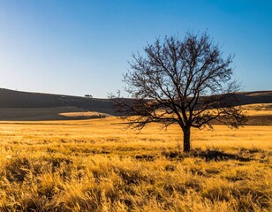 Fototapeta premium Solitary bare tree stands tall in golden sunlit grassy field under clear blue sky