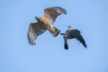Red-shouldered hawk fighting Mississippi kite from trying to steal food