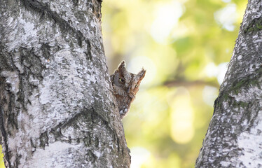 Eurasian scops owl, Otus scops. In the morning, a bird peeks out of its nest