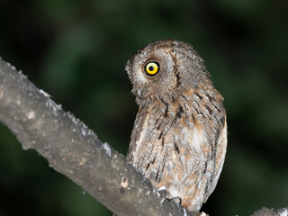 Eurasian scops owl, Otus scops. Close-up of a bird sitting on a branch, looking to the side