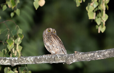 Eurasian scops owl, Otus scops. Bird on a branch, framed by leaves, beautiful background