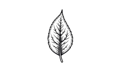 Detailed line drawing of a leaf on white background  