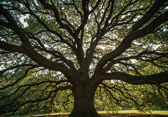 Majestic old oak tree with sprawling branches reaching toward the bright sunlight