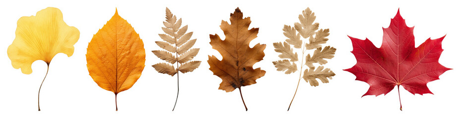 PNG Colorful autumn leaves collection, element set on transparent background