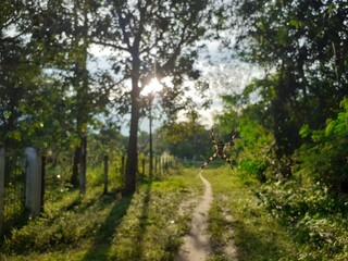 A spider is spinning a web down from a tree.