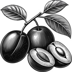 Plum fruits line art design