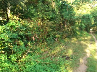 Fototapeta premium A small dirt road in rural Asia