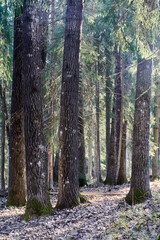 footpath in the woods