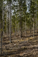 pine forest in the autumn