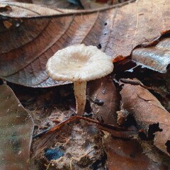 Mushrooms grow all over the forest after the rain.