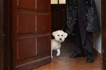 Adorable white Bichon Frise dog steps out a dark wooden door, ready for a walk. Captures loyalty, companionship, and everyday pet life. Perfect for pet-themed projects.