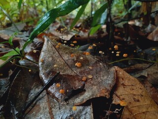 Mushrooms grow all over the forest after the rain.