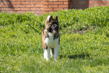 American Akitas walking in the grass
