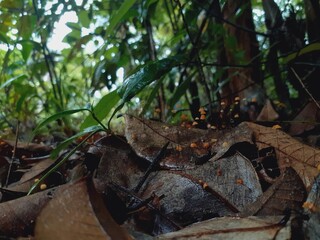 Mushrooms grow all over the forest after the rain.