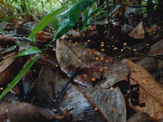 Mushrooms grow all over the forest after the rain.