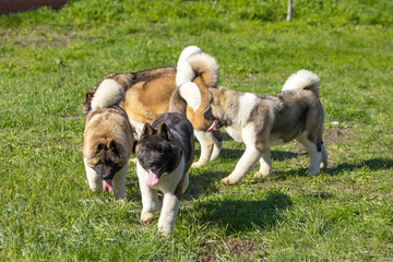 American Akitas walking in the grass