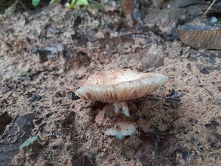 Mushrooms grow all over the forest after the rain.