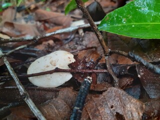 Mushrooms grow all over the forest after the rain.