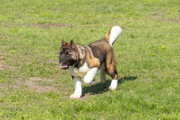American Akitas walking in the grass