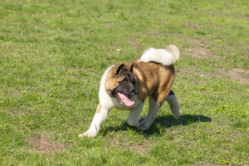 Obraz premium American Akitas walking in the grass