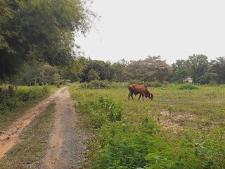 Cows graze on the side of a road in rural Asia.