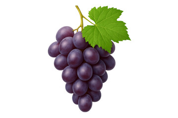 Fototapeta premium Bunch of purple grapes hanging with green leaf on transparent background