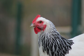 Poule Blanche 