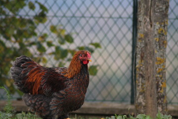 Coq