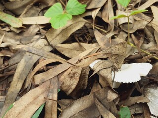 Mushrooms grow all over the forest after the rain.