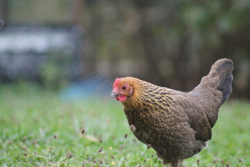 Poule naine 