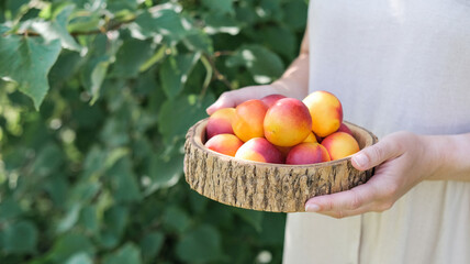 Woman holds rustic wooden bowl of ripe nectarines in lush green garden. Natural abundance, freshness and healthy living. Perfect for summer recipes, lifestyle blogs and social media