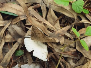 Mushrooms grow all over the forest after the rain.