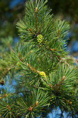 Pine branches with green cones