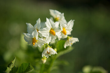 White potato flowers in the garden