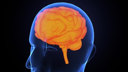 Human brain anatomy. 3d illustrations