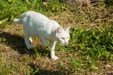 A white mongrel cat sneaks on the ground