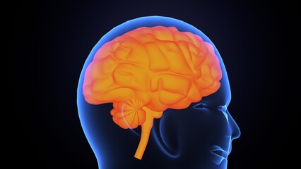 Human brain anatomy. 3d illustrations