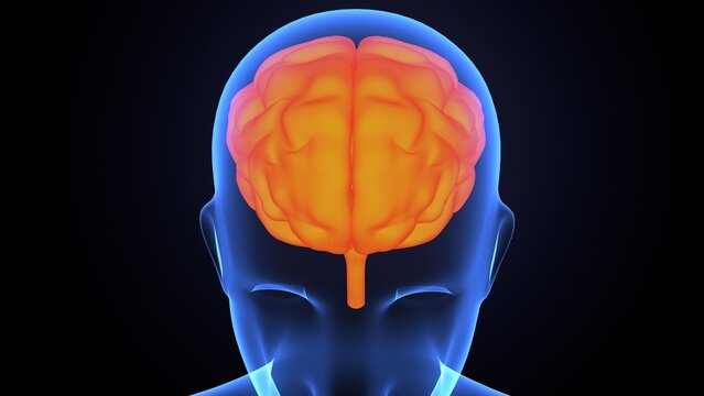 Human brain anatomy. 3d illustrations