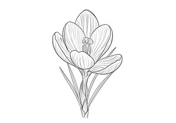 Elegant crocus flower drawing detailed outline illustration spring botanical garden art