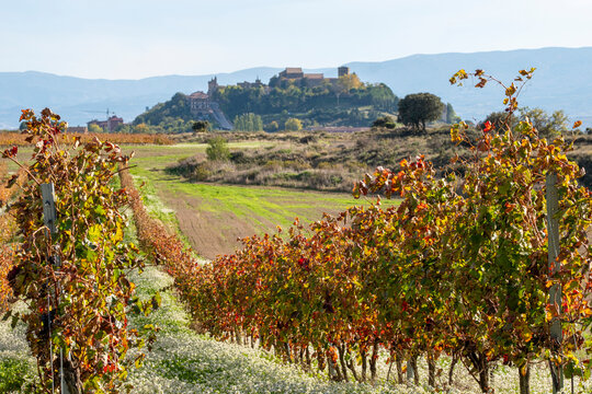 Autumn vineyard path in La Rioja, Spain, leading toward distant village, with red and gold vines symbolizing seasonal heritage and rural agricultural culture